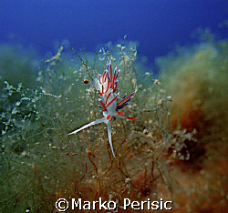 Pink Flabellina (Flabellina affinis).Finding its way.Calv... by Marko Perisic 
